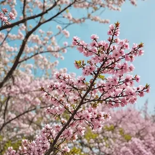 springtime iphone wallpaper