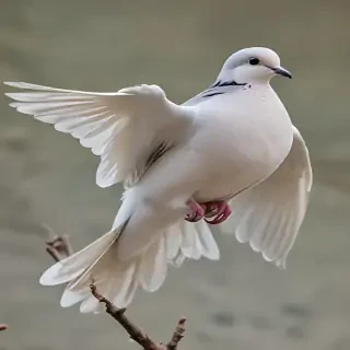 dove bird