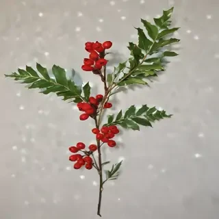 images holly