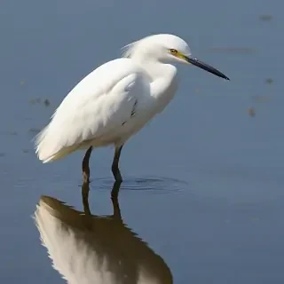 snowy egret