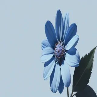blue flower aesthetic
