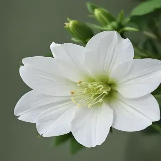 white flower wallpaper