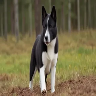 karelian bear dog