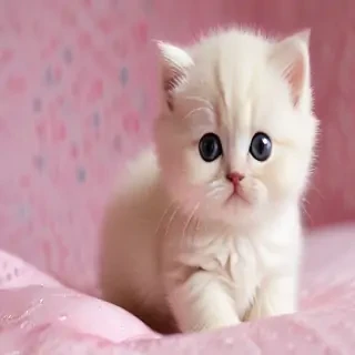 kitty wallpapers