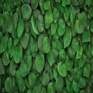 green leaf background