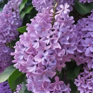 lilac aesthetic