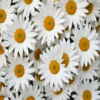 iphone daisy wallpaper