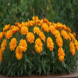 marigolds transparent