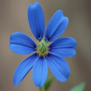 blue flower