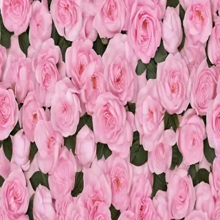 feminine background