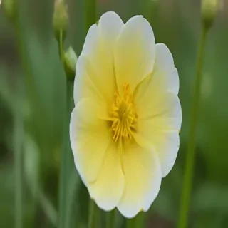 buttercup flower