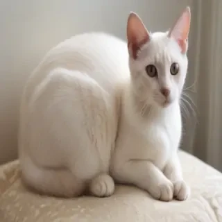 colorpoint shorthair cat breed