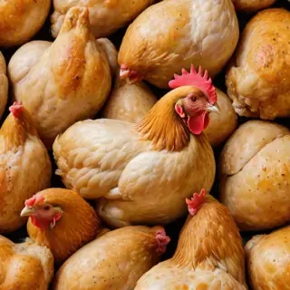 chicken background