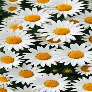 aesthetic daisy wallpaper