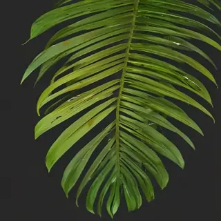palm tree leaf png