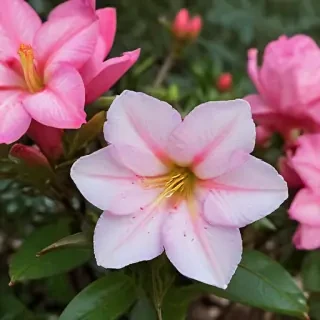 azalea flower