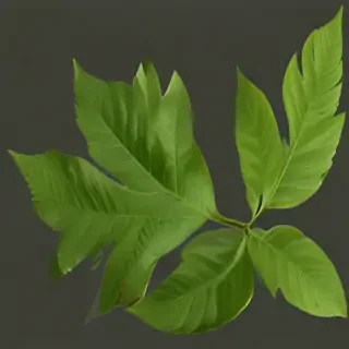 green leaf png