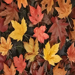fall leaves