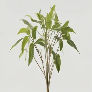 plant transparent