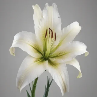 lily flower png