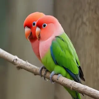 lovebird