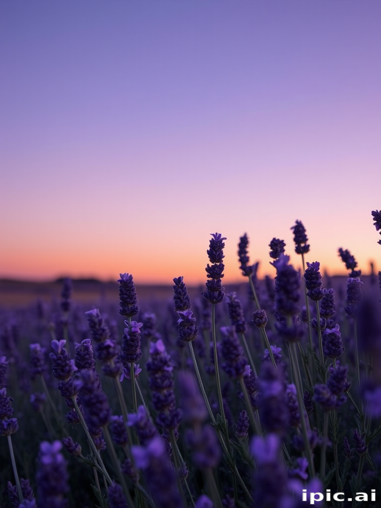 lavender iphone wallpaper