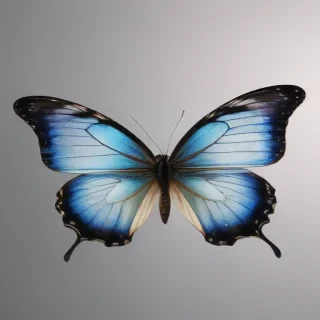 butterfly transparent