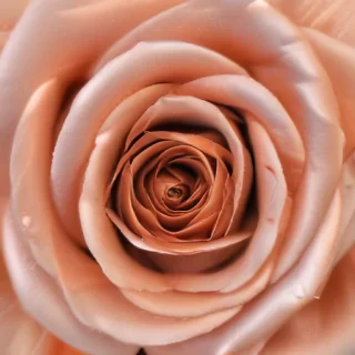 rose gold aesthetic