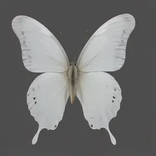 white butterfly png