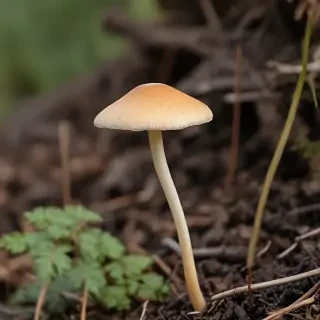 thin stemmed mushroom
