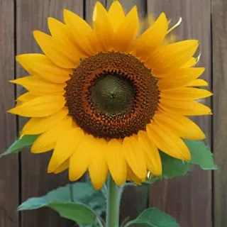lock screen sunflower wallpaper