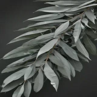 eucalyptus clipart black and white