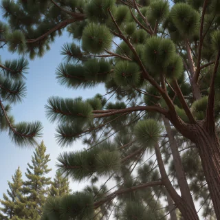 pine tree transparent