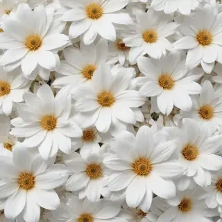 flower background white