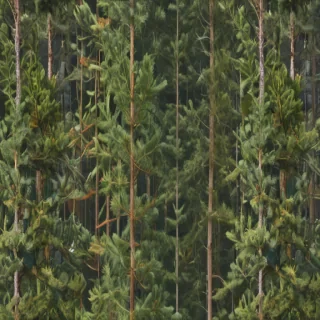 pine tree transparent