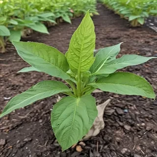 tobacco plant