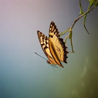 butterfly draing