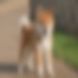 aussie shiba dog breed