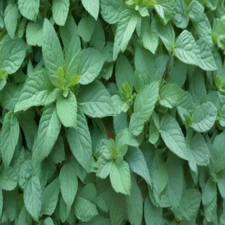 mint green bg