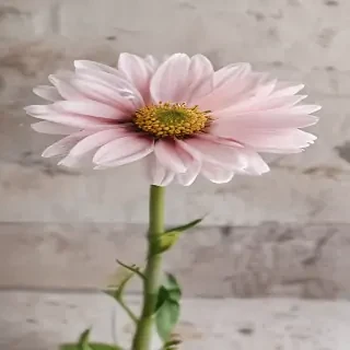 beautiful penic