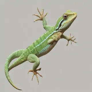 lizard transparent