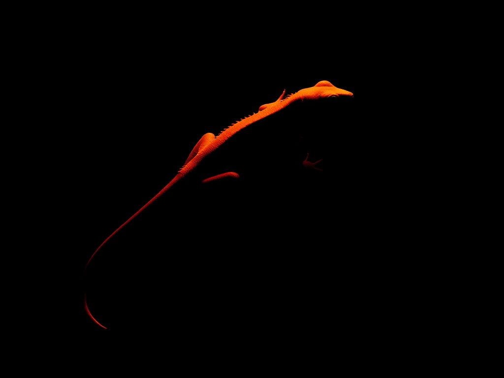 Create a high-resolution silhouette of an orange lizard on a black background, using a DSLR camera with a 50mm lens, aperture set to f/2.8, ISO 100, and a slight vignette effect for enhanced focus on the lizard.