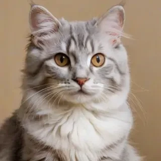 american curl breed