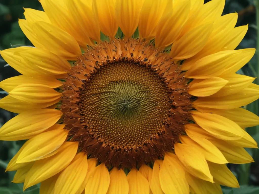 aesthetic sunflower