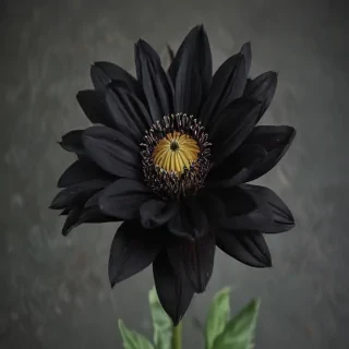 black flower
