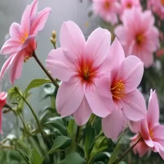 aesthetic backgrounds flowers