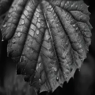 leaf images black and white