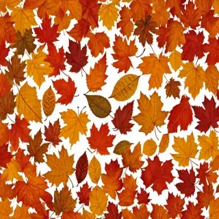 fall leaves png
