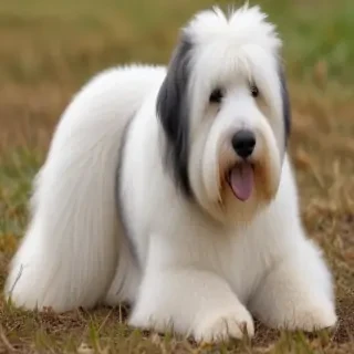 old english sheepdog