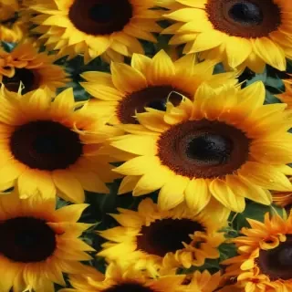 sunflower wallpapers